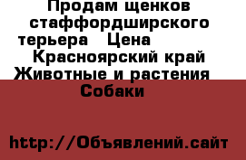 Продам щенков стаффордширского терьера › Цена ­ 30 000 - Красноярский край Животные и растения » Собаки   